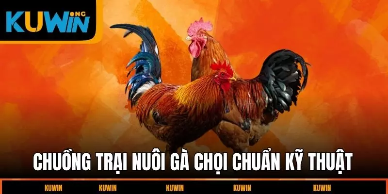 chuong-trai-nuoi-ga-choi-chuan-ky-thuat