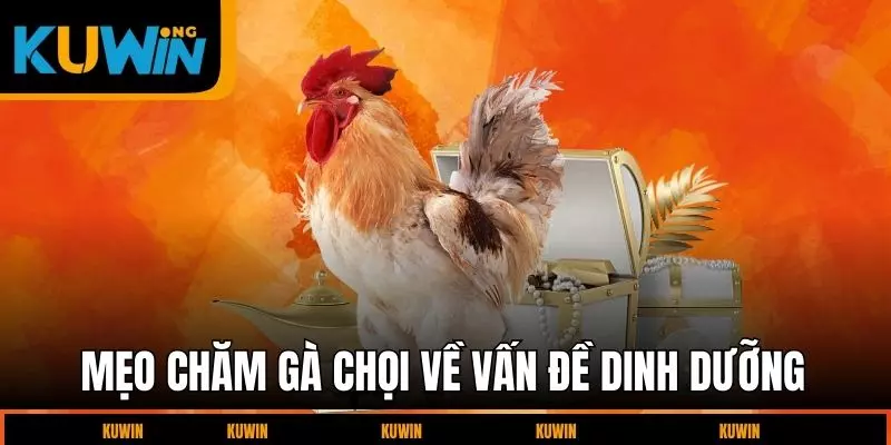 meo-cham-ga-choi-ve-van-de-dinh-duong